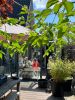 Verasol Profiline veranda 300x400 cm - Badhoevedorp